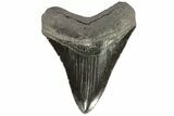 Serrated, Fossil Megalodon Tooth - Georgia #74593-1